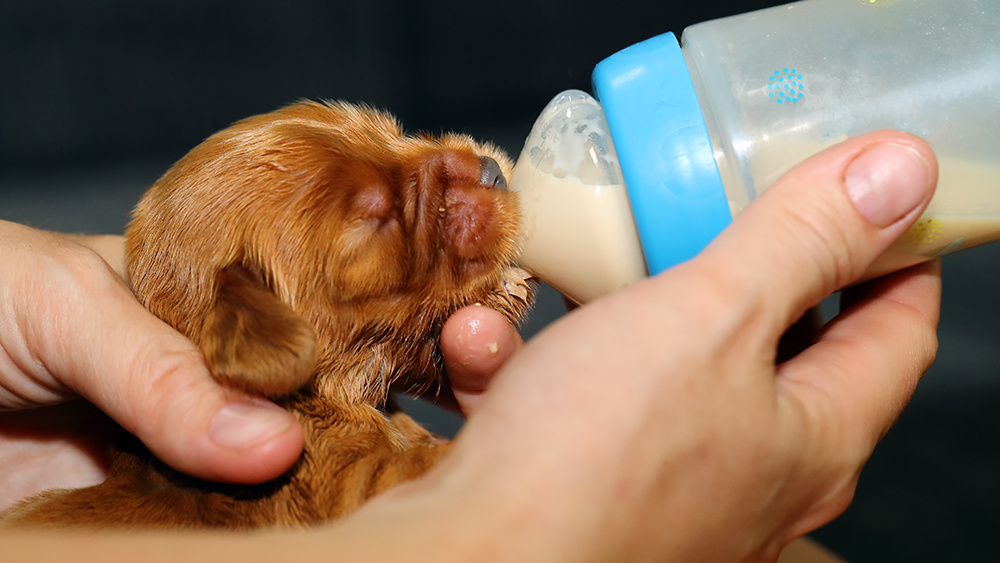 Six Things to Know about Bottle Feeding Puppies